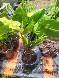 Alocasia cucullata
