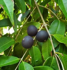 Blue Jaboticaba