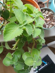 Cuban Oregano