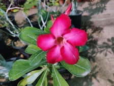 Desert Rose (Adenium obesum)