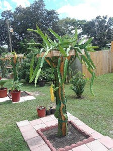Dragon fruit plant growing in the grove