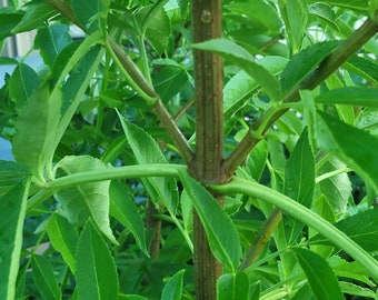 Florida Native Elderberry