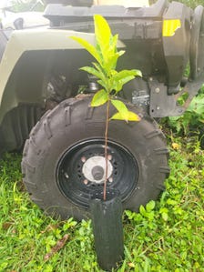 Jackfruit Tree