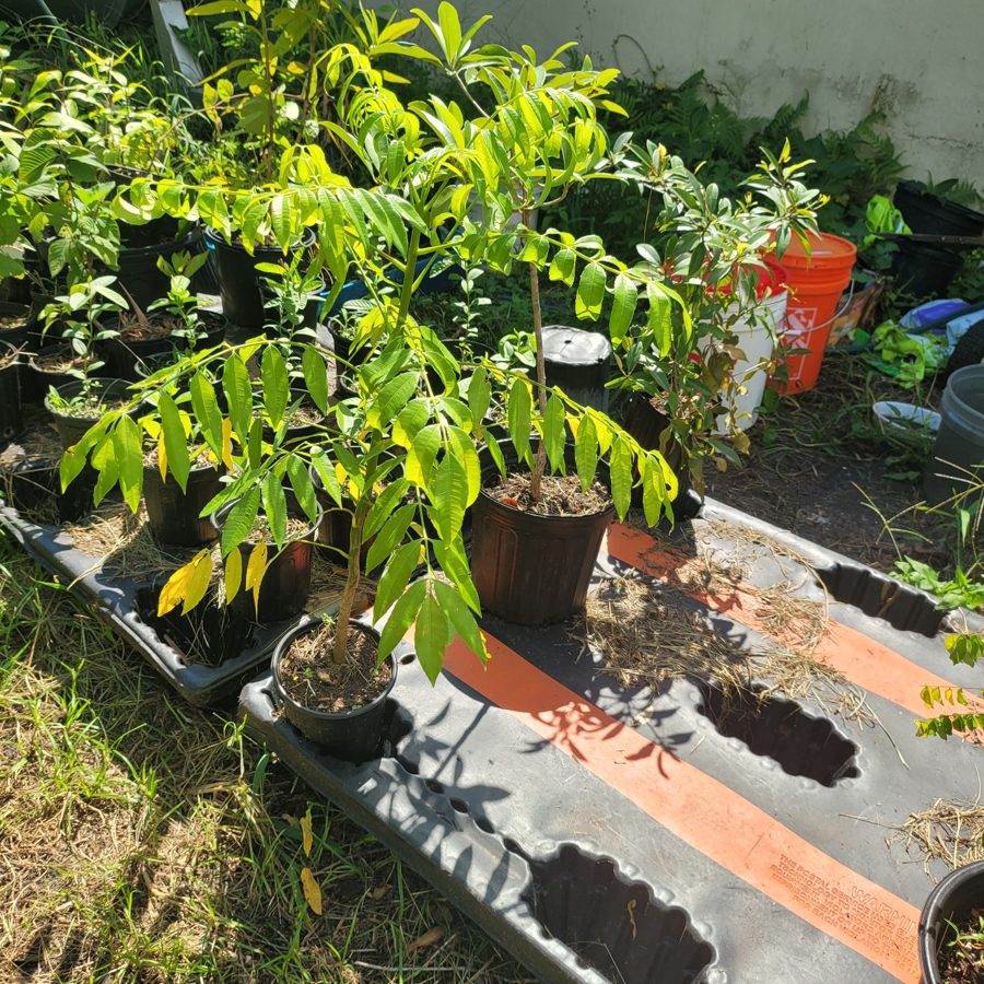 June Plum Tree (Ambarella)