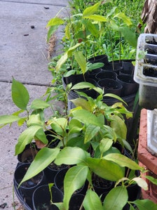 Lychee Tree