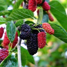 Ripe mulberries