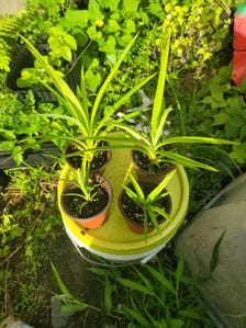 Pandan Plant