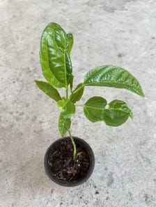 Passion Fruit Vine