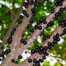Jaboticaba fruit on the trunk