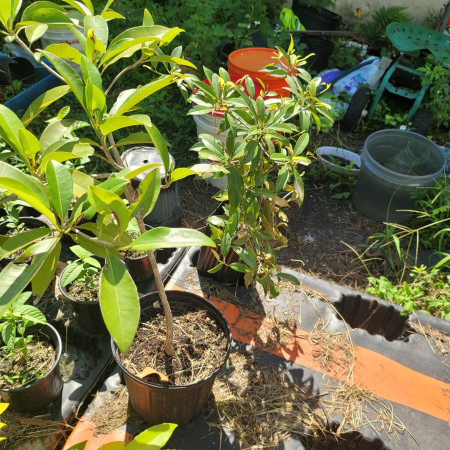 Young fruit trees in the C&M Homestead nursery, Richmond Heights