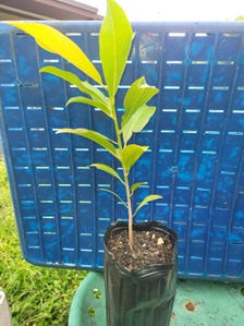 Sapodilla Tree