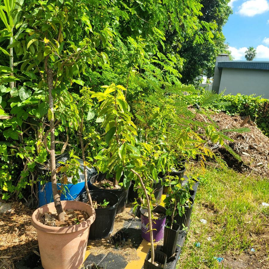 Soursop Tree (Guanabana)