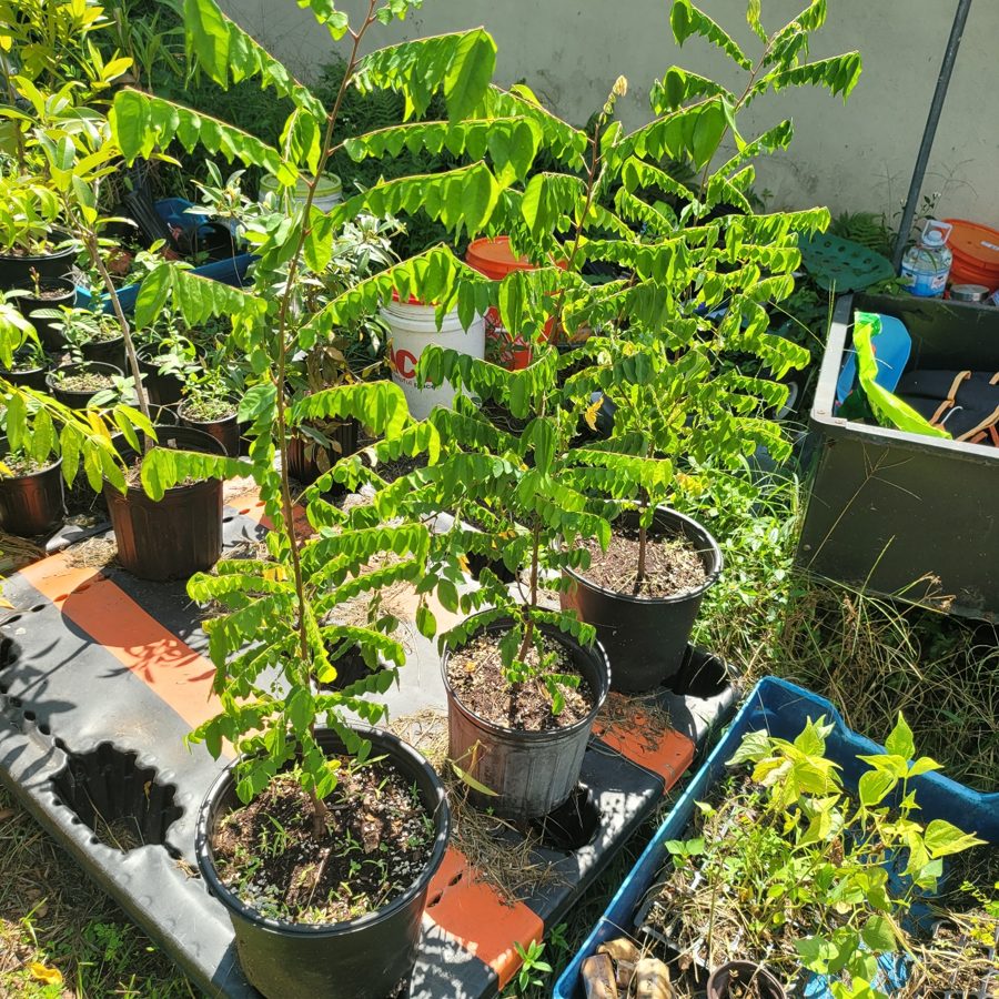 Star Fruit Tree (Carambola)