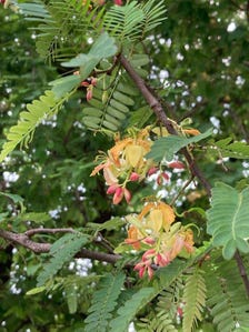 Sweet Tamarind